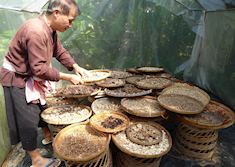 Mr Prapat explaining the herbs in his garden