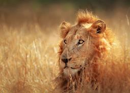 Lion, Kruger, South Africa
