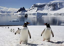 Gentoo penguins, Antarctica