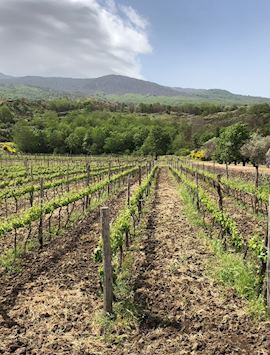 Planeta Tenuta Sciaranuova Estate, Taormina