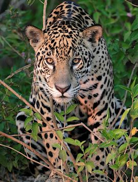 Jaguar in the Pantanal