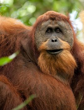 Orangutan in Bukit Lawang
