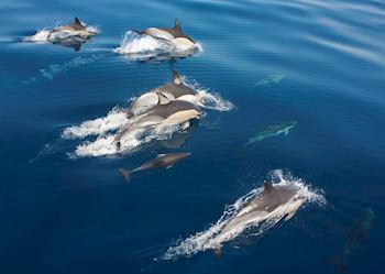 Dolphin pod, Azores