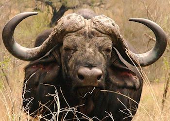 Buffalo in the Sabi Sand Wildtuin