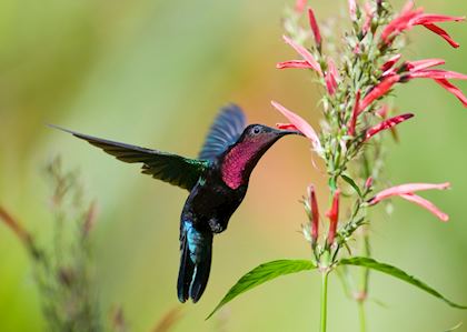 Purple Throated Carib bird, Saint Lucia