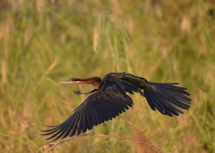 Birdlife in Rundu