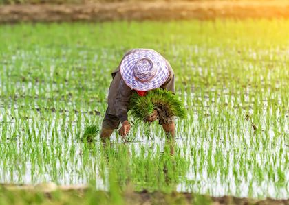 Rice farmer in Battambang