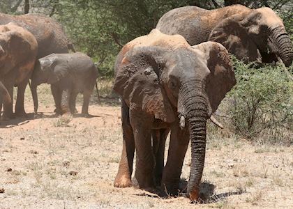 Elephant enjoying a mud bath