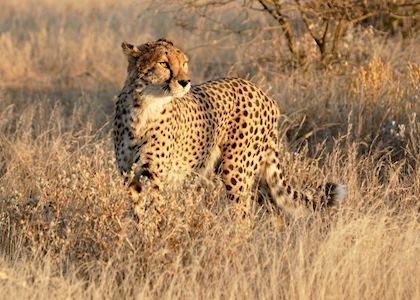 Cheetah in Etosha National Park