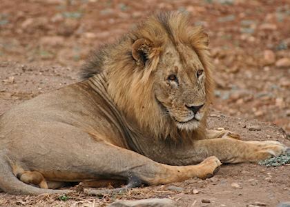 Lion, Lower Zambezi National Park