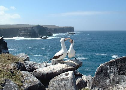 Masked boobies on Espanola Island, Galapagos Islands
